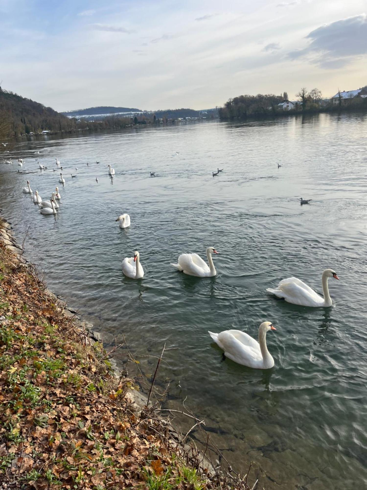 Waldshut -Kaiser55 Экстерьер фото